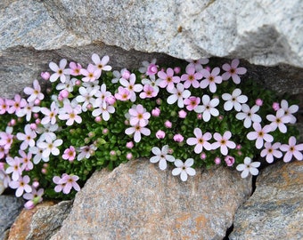 ALPINE ROCK JASMINE Androsace alpina, Hardy Perennial 5 Seeds