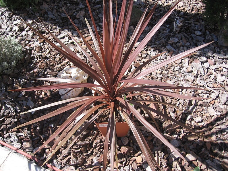 cordyline spike plant cordyline spike plant