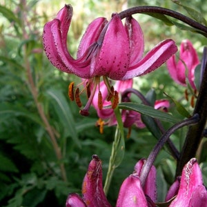 TURK'S CAP LILY Lilium Martagon Pink Mortagon Michigan Wildflower 10 Seeds image 3