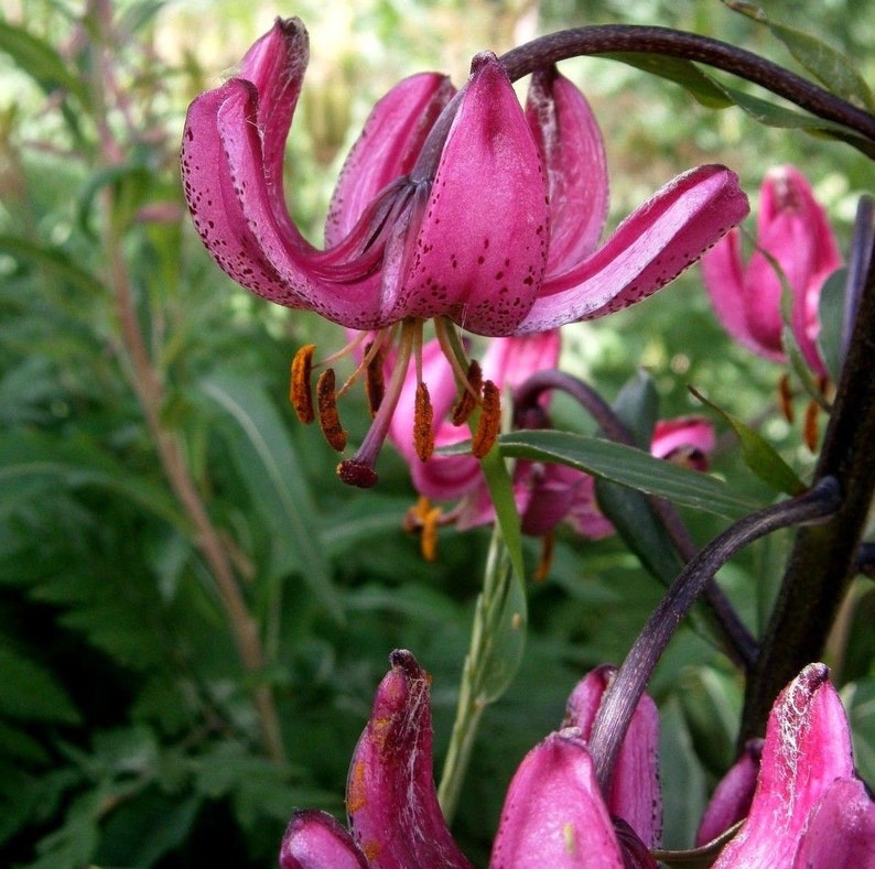 TURK'S CAP LILY Lilium Martagon Pink Mortagon Michigan Wildflower 10 Seeds image 3