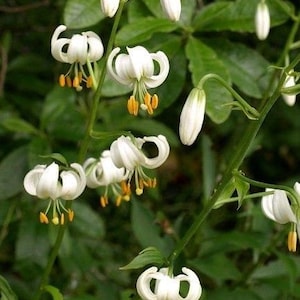 WHITE TURK'S CAP Lily Lilium Martagon Michigan Wildflower Mortagon Lillium 5 Rare Seeds image 3