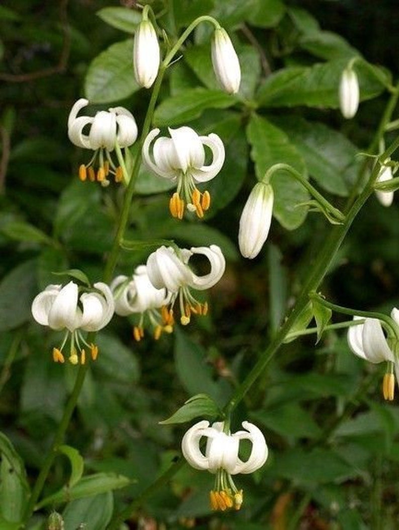 WHITE TURK'S CAP Lily Lilium Martagon Michigan Wildflower Mortagon Lillium 5 Rare Seeds image 3