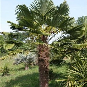 WINDMILL PALM Hardy Trachycarpus Wagnerianus Zone 6 5 Rare Seeds image 2