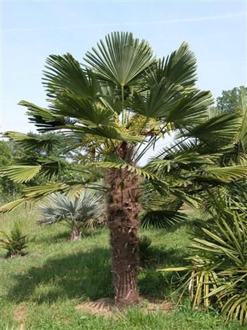 WINDMILL PALM Hardy Trachycarpus Wagnerianus Zone 6 5 Rare Seeds image 2