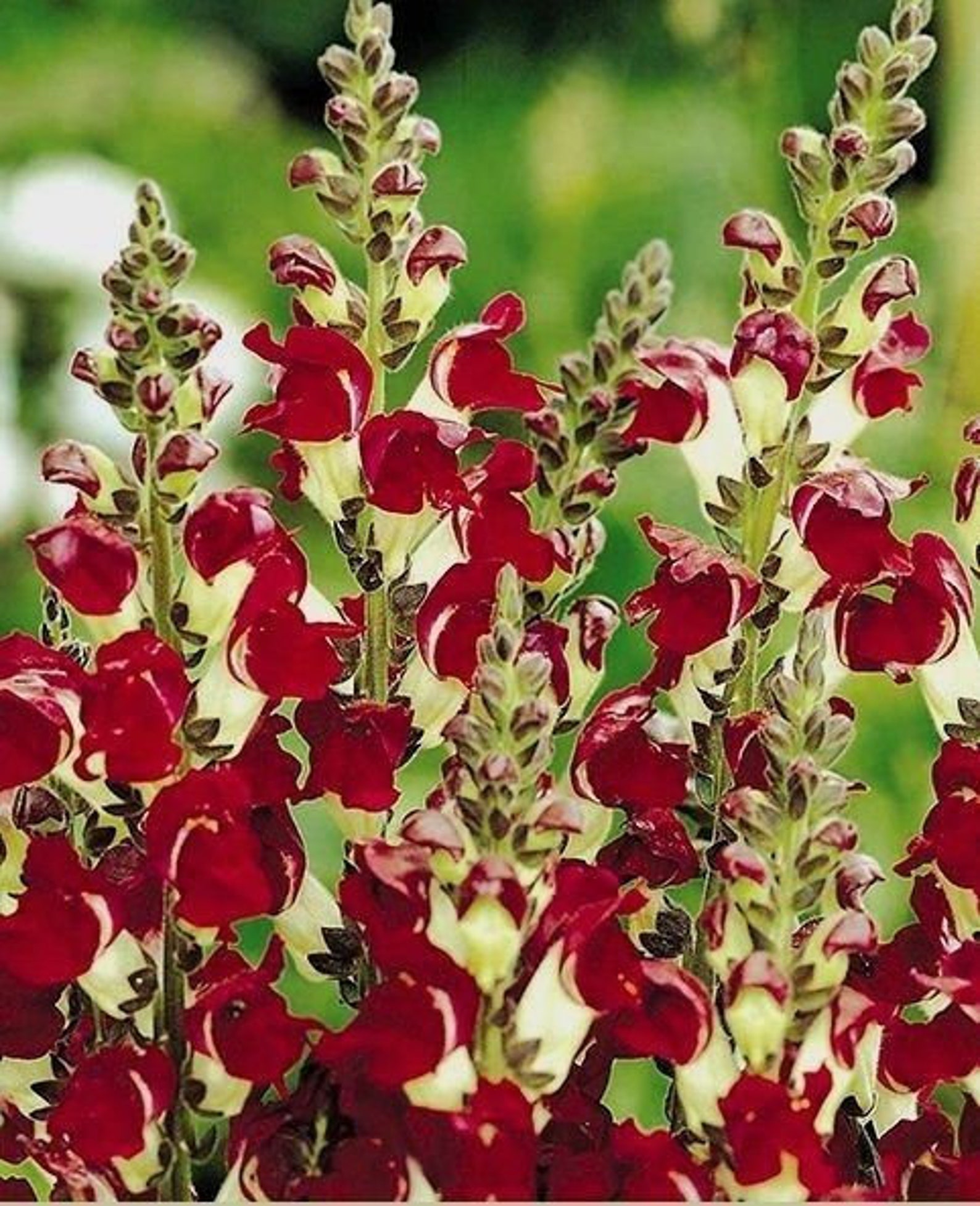 Антирринум каскадный. Antirrhinum majus. Антирринум ампельный. Львиный зев цветок. Антирринум (львиный зев) ночь и день.