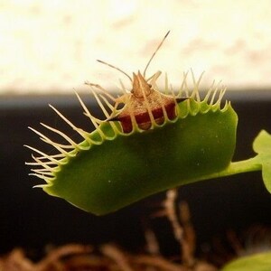 plante carnivore Dionaea muscipula 2020 25 graines fraîches -25 fresh seeds plante carnivore Dionaea muscipula 2020 25 graines fraîches -25 fresh seeds