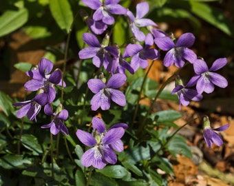 WOOD VIOLET, PANSY Viola Palmata Hardy Native Perennial, 10 Seeds