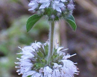 PENNYROYAL, MOSQUITO PLANT Mentha pulegium Perennial 100 Seeds