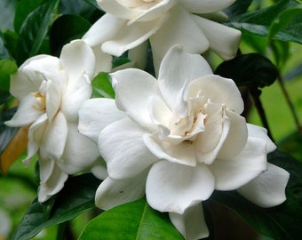 GARDENIA, CAPE JASMINE Gardenia Jasminoides Fragrant Scented Houseplant, 10 Seeds