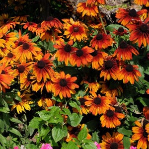 RUDBECKIA 'CAPPUCCINO' Hirta Hardy Perennial, 20 Seeds