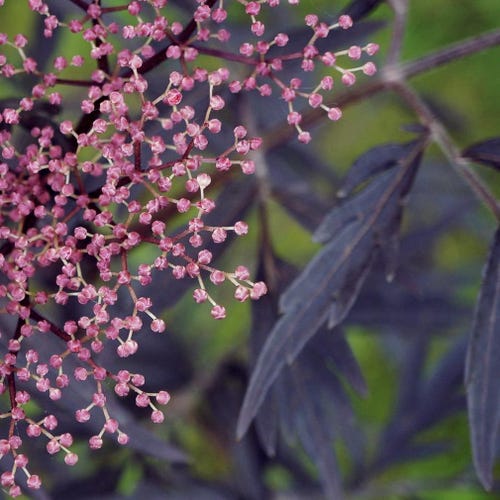BLACK COW PARSLEY Anthriscus Sylvestris Ravenswing, 10 Seeds