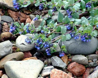 OYSTERLEAF Mertensia Maritima Low Ground Cover Perennial Sun Hardy, 5 Rare Seeds