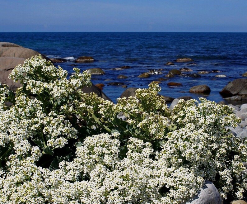 SEA KALE Crambe Maritima Unique Unusual Hardy Perennial 3 Etsy