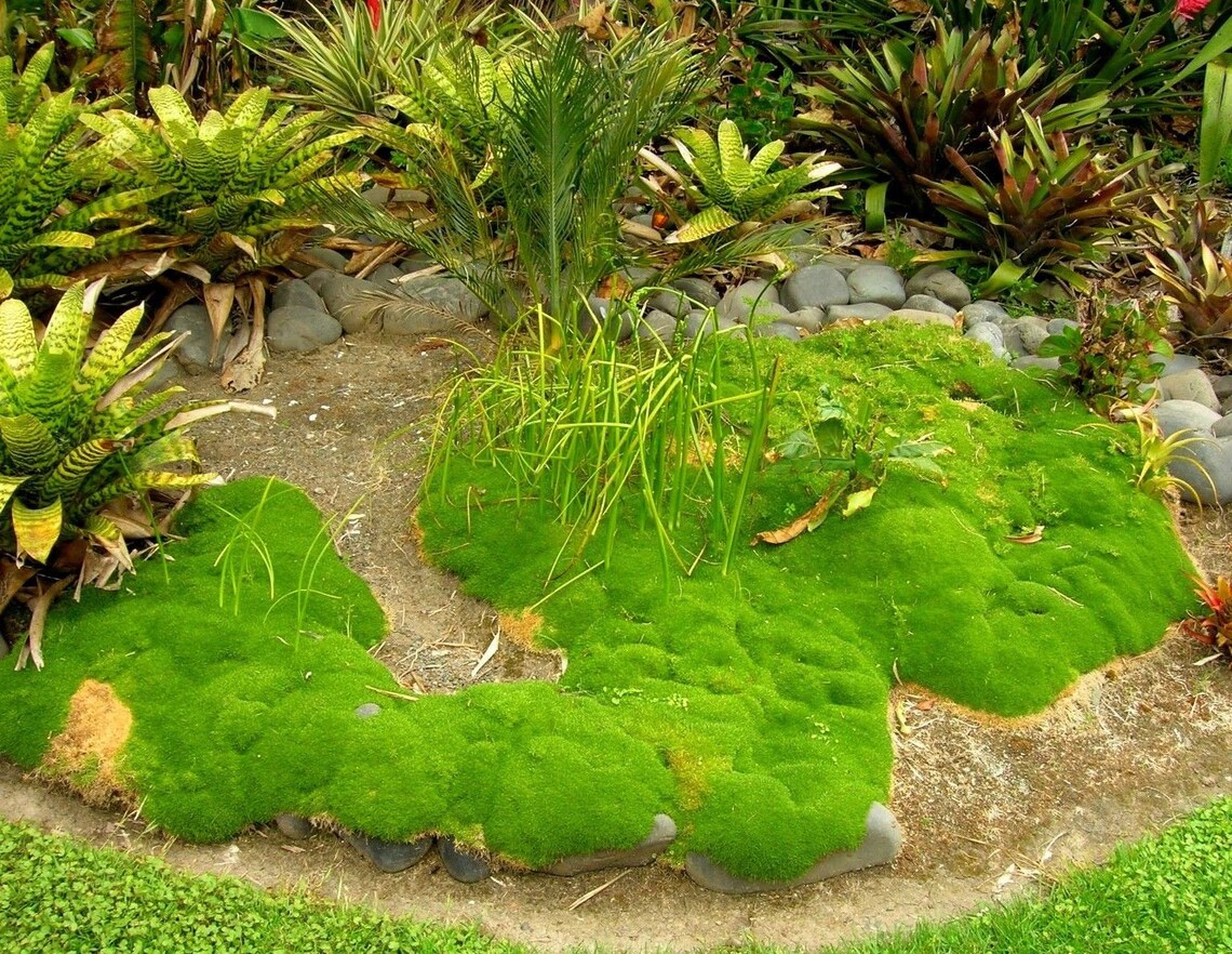 NEW ZEALAND MOSS Scleranthus Uniflorus Groundcover Gnarled Etsy