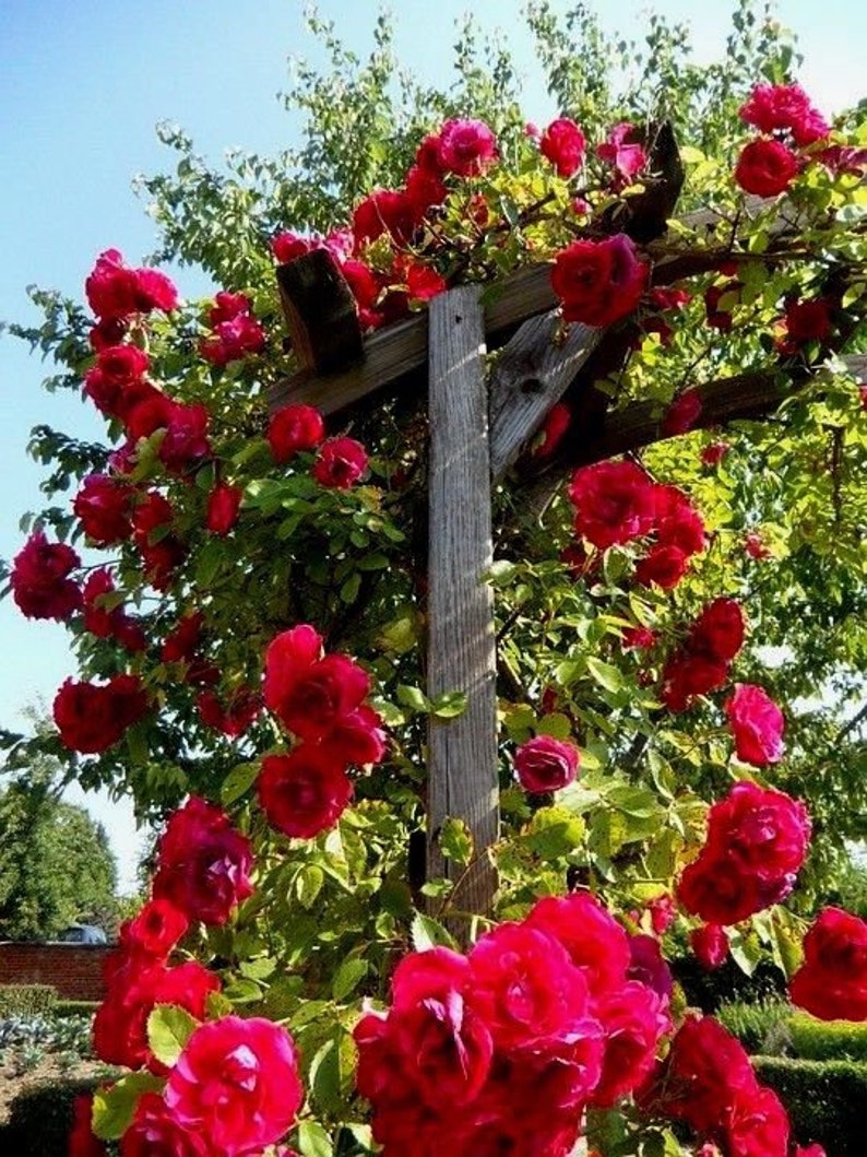 CLIMBING RED ROSE Bush Hardy Zones 3-9 Scarlet Double Flowers | Etsy