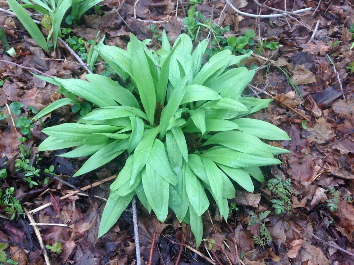 WILD LEEK Allium Tricoccum Hardy Perennial Woodland Native Etsy Canada
