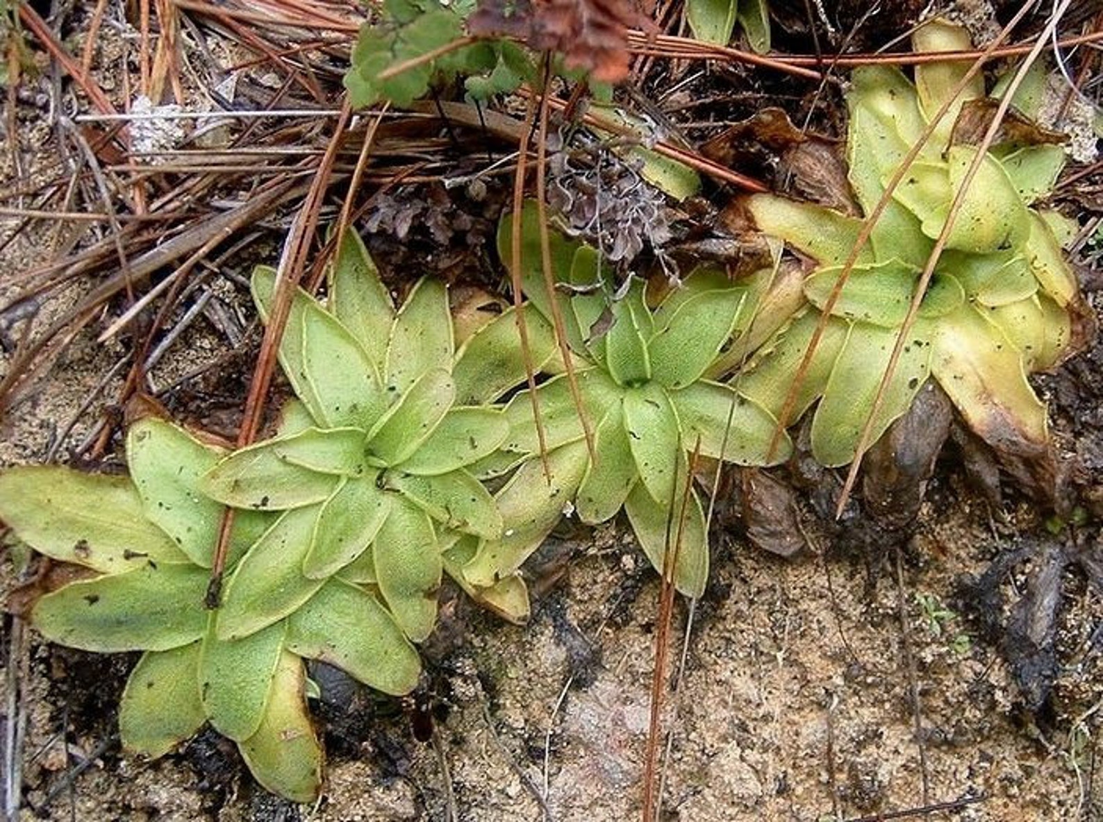 BUTTERWORT PINGUICULA Dertosensis Carnivorous 5 Seeds Etsy UK