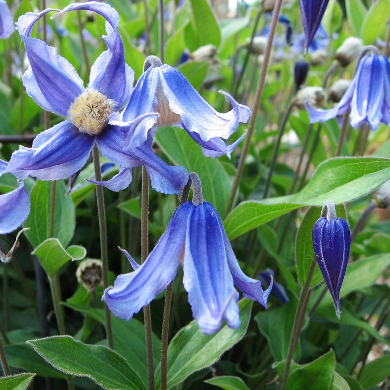 BUSH CLEMATIS Intergrifolia Hardy Perennial, 3 Rare Seeds image 1