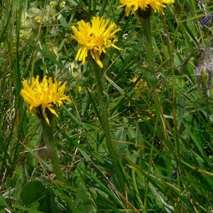CAT'S EAR Hypochaeris uniflora Perennial, 50 Seeds