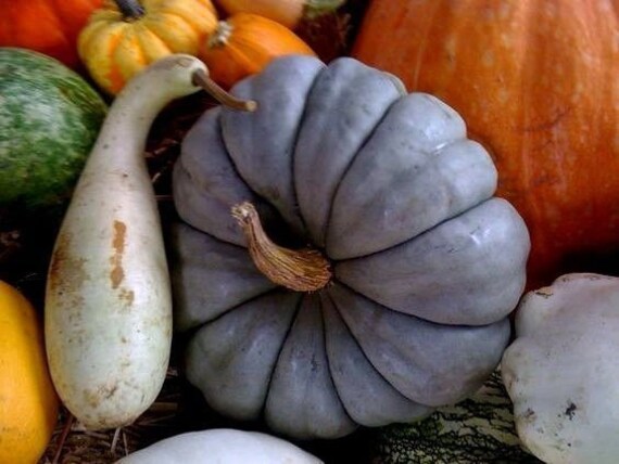 Queensland Blue Pumpkin Jarrahdale Cucurbita 10 Large Seeds Etsy