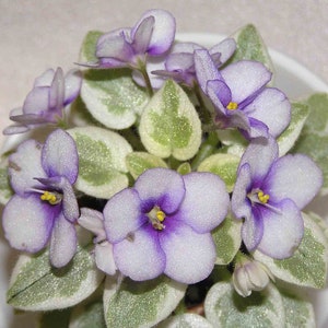 MINIATURE VARIEGATED African Violet Saintpaulia Popular House Plant Easy 10 Rare Seeds image 1