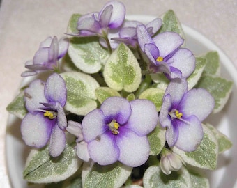 MINIATURE VARIEGATED African Violet Saintpaulia Popular House Plant Easy! 10 Rare Seeds
