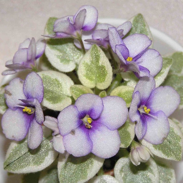 MINIATURE VARIEGATED African Violet Saintpaulia Popular House Plant Easy! 10 Rare Seeds