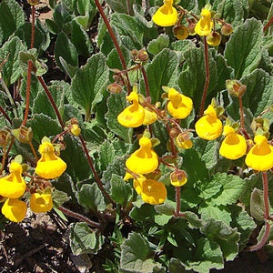 GOLDCAP PURSE SLIPPER Lady's Alpine Compact Calceolaria Biflora Hardy Perennial, 20 Seeds image 2