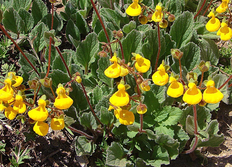 GOLDCAP PURSE SLIPPER Lady's Alpine Compact Calceolaria Biflora Hardy Perennial, 20 Seeds image 2