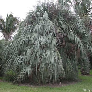 Hardy MAZARI PALM Zones 6-11! Nannorrhops ritchiana 'Kashmir', 3 Rare Seeds