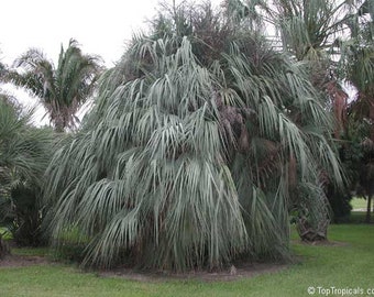 Hardy MAZARI PALM Zones 6-11! Nannorrhops ritchiana 'Kashmir', 3 Rare Seeds