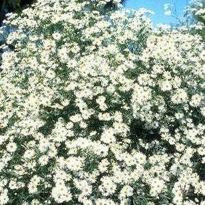 FALSE ASTER Boltonia Asteroides White Fall Showy Hardy Perennial 30 Seeds image 1