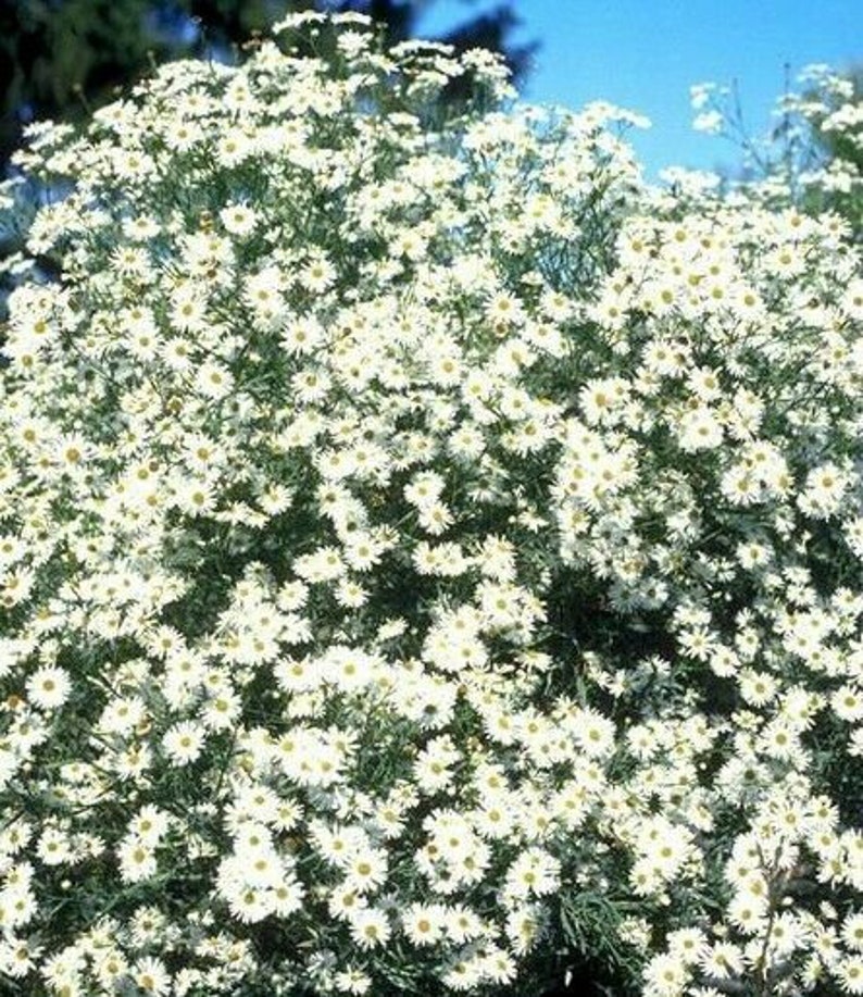 FALSE ASTER Boltonia Asteroides White Fall Showy Hardy Perennial 30 Seeds image 1