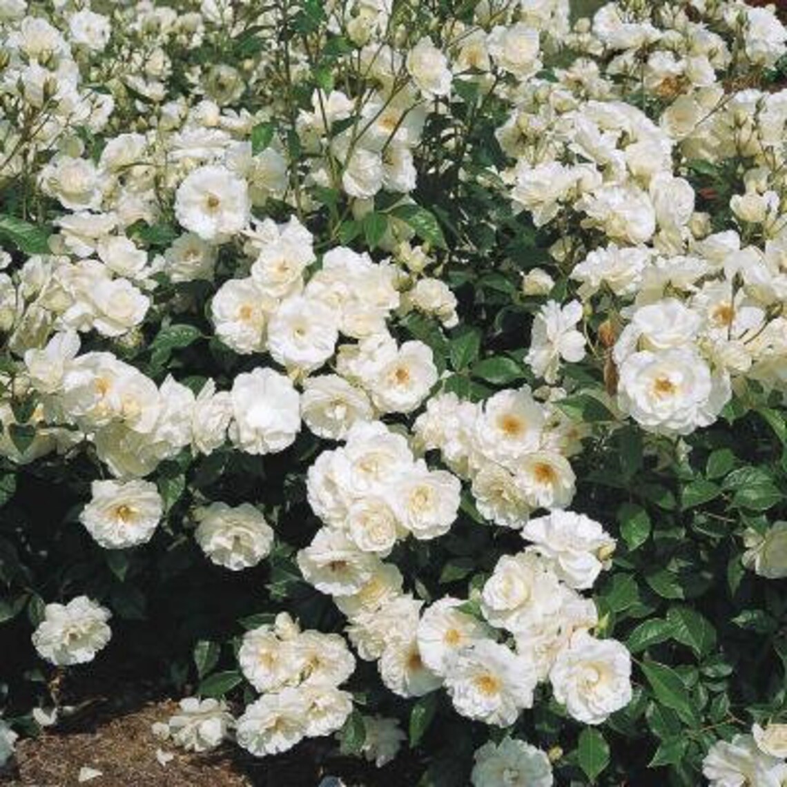 WHITE BUSH ROSE Rosa Hardy Zones 39 Double Flowers Shrub 5 Etsy