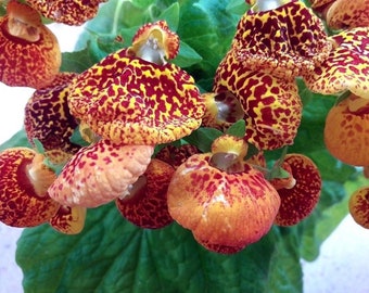 CALCEOLARIA Compact Dainty Mix Houseplant Lady's Purse Slipper 10 Seeds