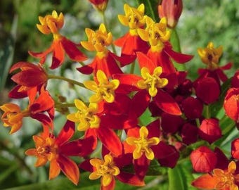 MILKWEED SILKY RED Asclepias Curassavica Mexican Bloodflower Blood Flower Fast Growing! 50 Seeds