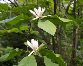 UMBRELLA MAGNOLIA TREE Magnolia Tripetala Tree Shrub Pink Flowers Flowering, 5 Rare Large Seeds