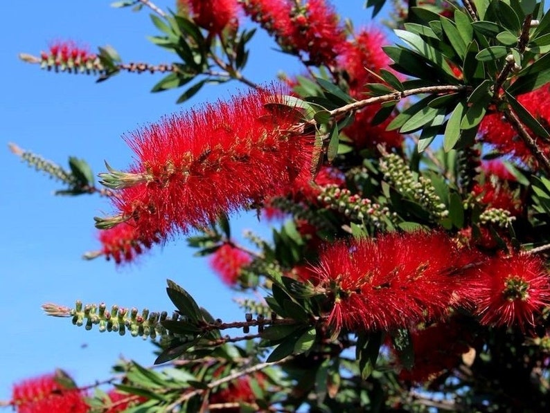 BOTTLEBRUSH TREE Hardy Shrub Red Unique Bottle Brush Etsy