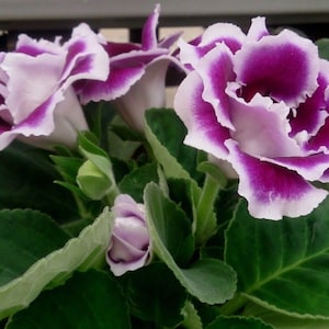 GLOXINIA EMPRESS MIX Houseplant Easy Houseplant Sinningia Speciosa, 10 Seeds image 1