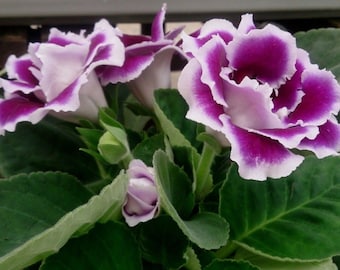 GLOXINIA EMPRESS MIX Houseplant Easy Houseplant Sinningia Speciosa, 10 Seeds