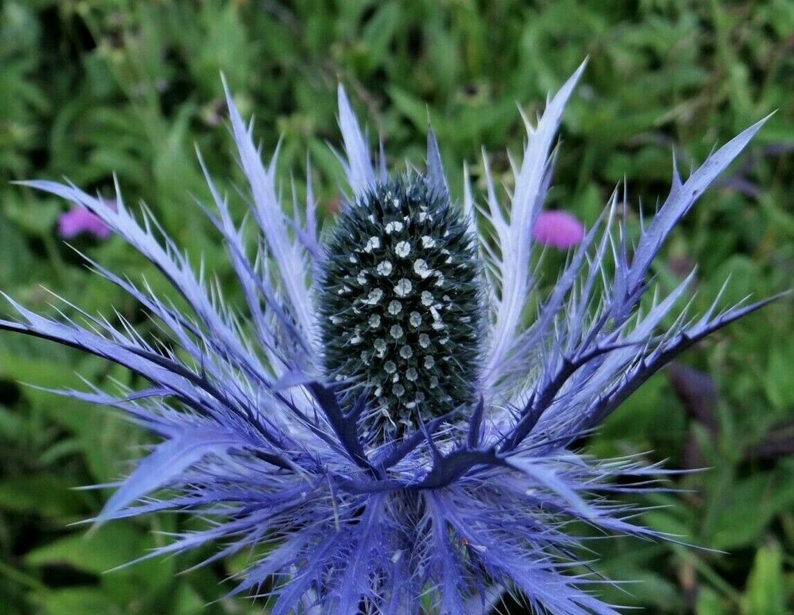 BLUE STAR Alpine Sea Holly Bluest Blue Eryngium Alpinum Thistle Hardy