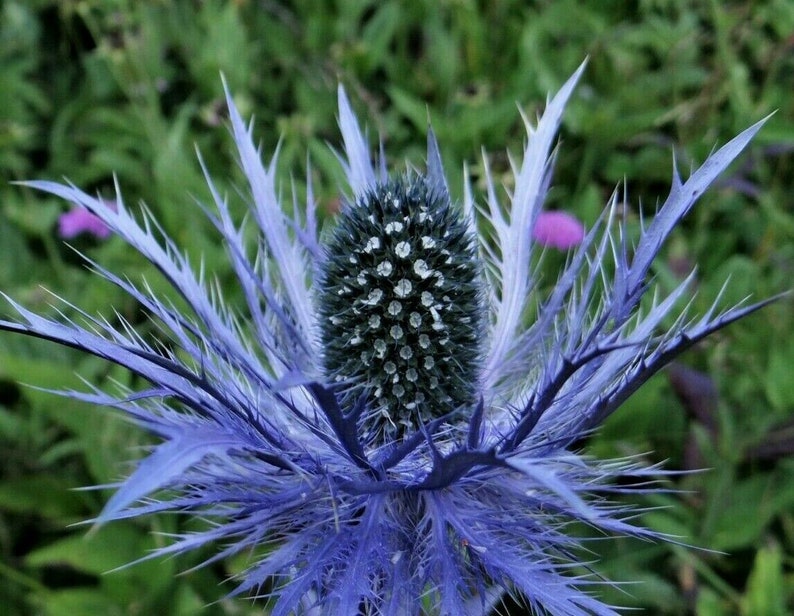 Bluest Blue Star ALPINE SEA HOLLY Eryngium Alpinum Thistle Etsy