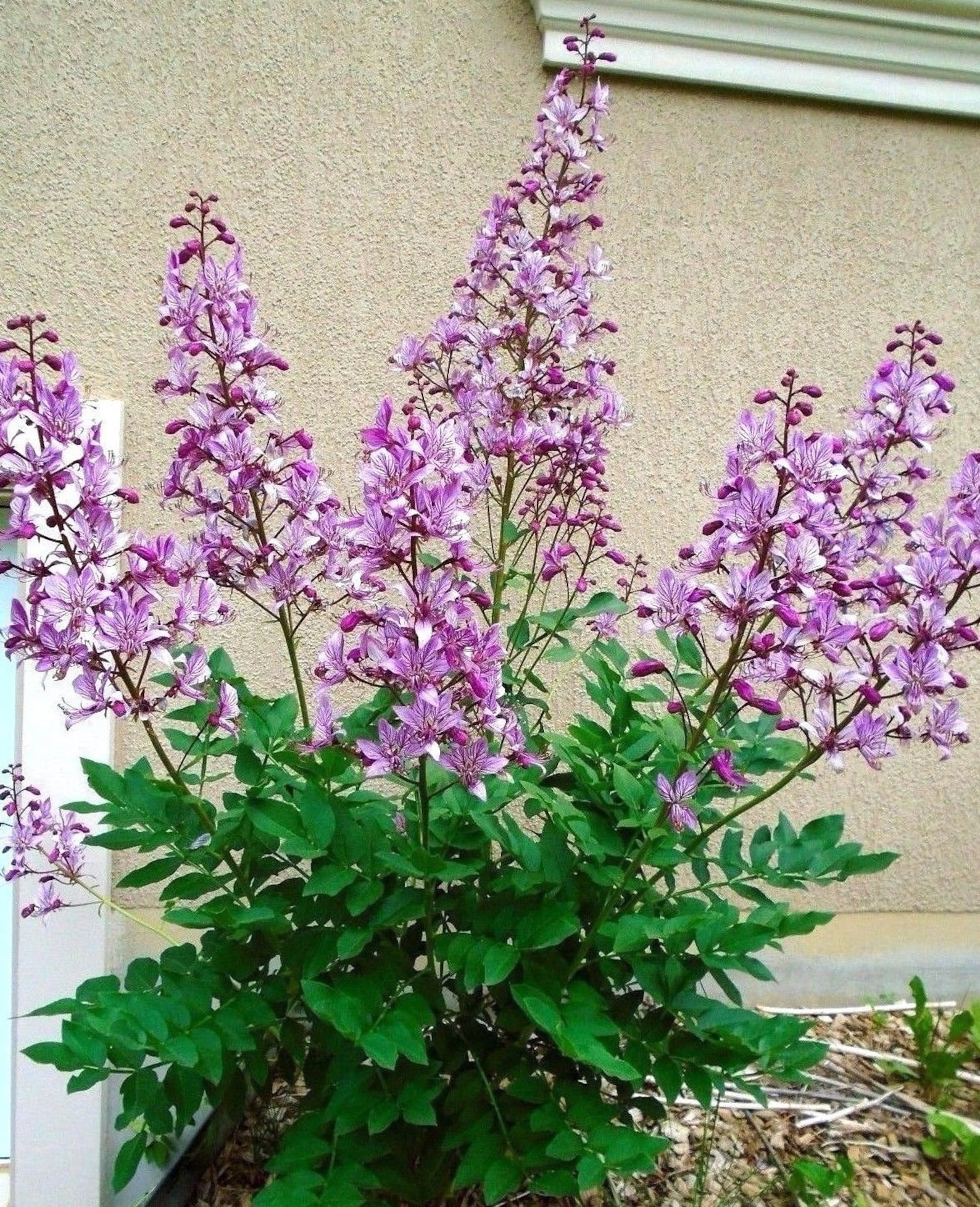 PINK GAS PLANT Dictamnus Flammable Burning Bush Perennial Etsy