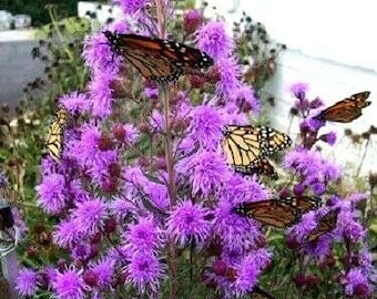Butterfly Magnet! MEADOW BLAZING STAR Liatris Ligulistylis Butterflies 5 Seeds