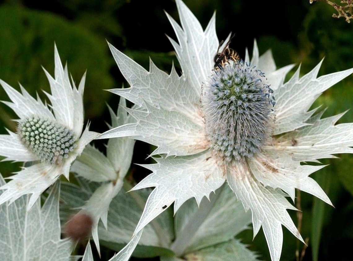 SILVER SEA HOLLY White Miss Wilmott's Ghost Eryngium Etsy