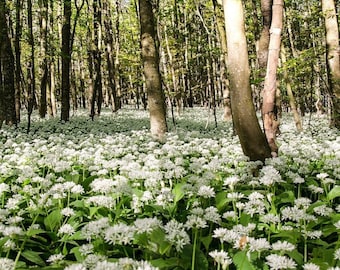 RAMSONS WILD GARLIC Allium Ursinum Hardy Perennial Woodland Native, 20 Seeds