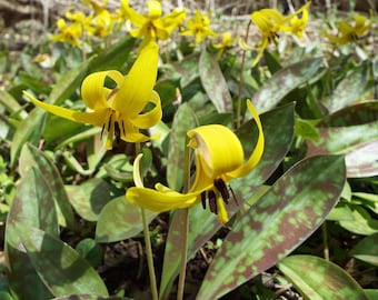 TROUT LILY Yellow Fawn Lily Wildflower Native Erythronium americanum Perennial 10 Seeds