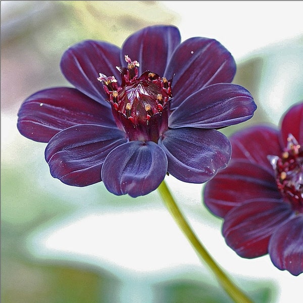 CHOCOLATE COSMOS Cosmos atrosanguineus, 3 Rare Seeds