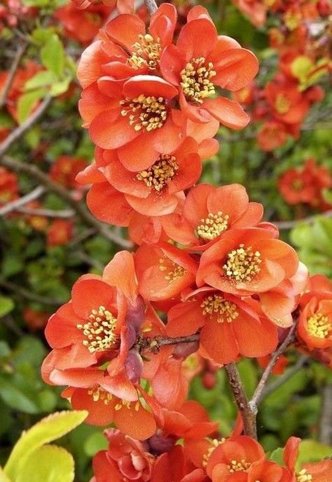 JAPANESE QUINCE Chaemoneles Japonica Pretty Flowering Shrub Etsy