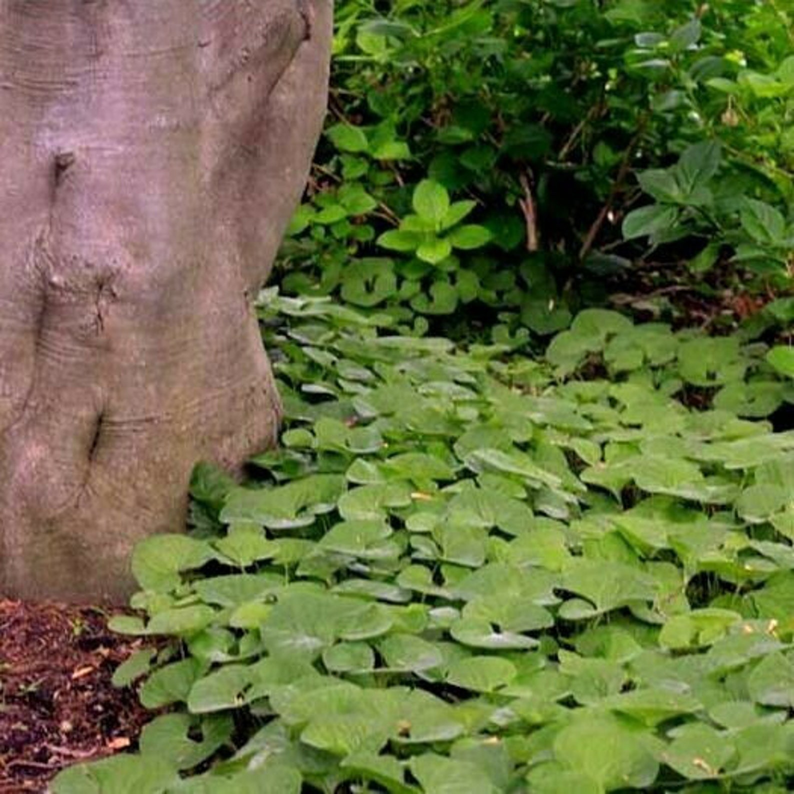 Canadian WILD GINGER Asarum Canadense Woodland Native Ground | Etsy